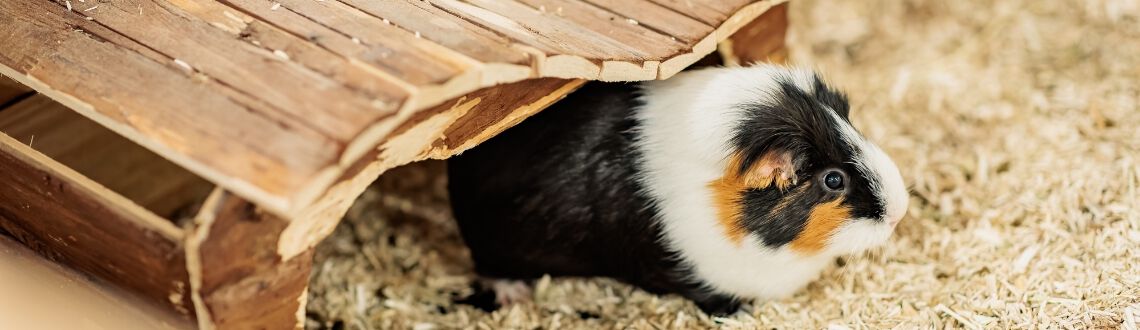 [paste advice page name here]